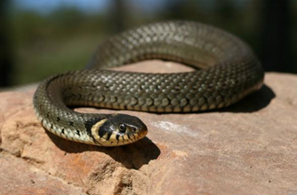 Grass snak