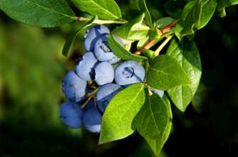 Blueberry
