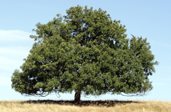 Ash tree