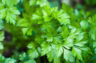 Parsley