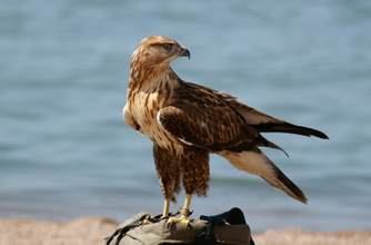 Falcon