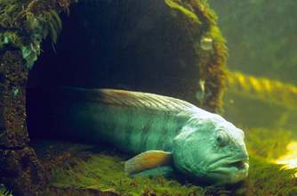 Catfish