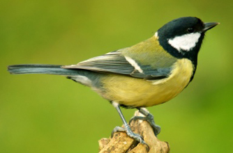 Great Tit