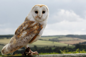 Barn owl