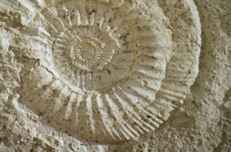 Ammonite