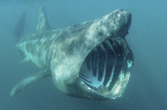 Basking shark