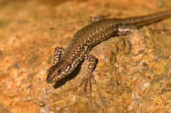 Common lizard