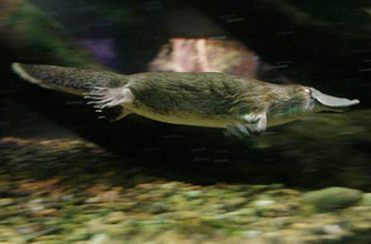Duck billed platypus
