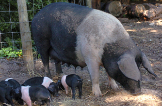 Saddleback pig