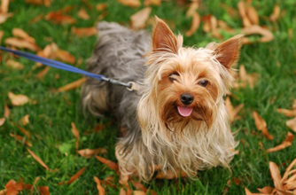 Yorkshire terrier