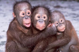 Monkeys hugging
