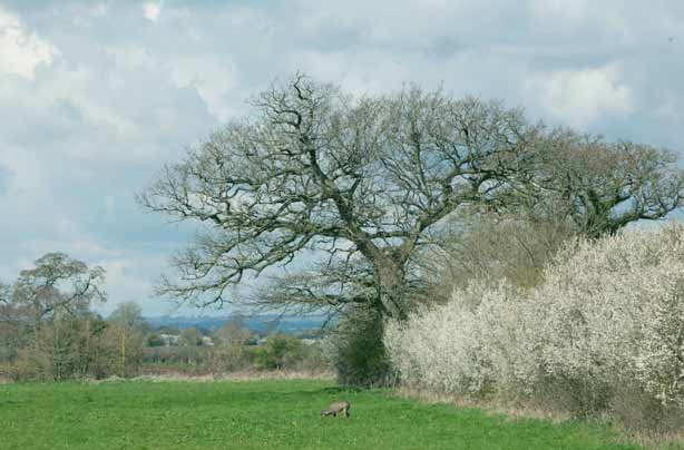 Glamping Mill Farm Wiltshire views