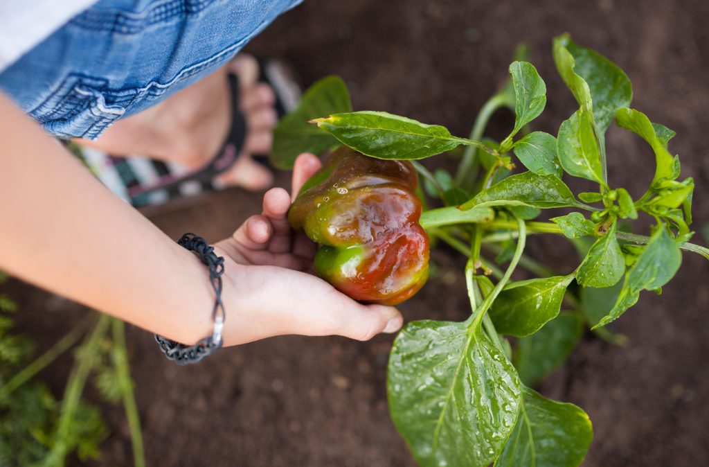 grow your own peppers