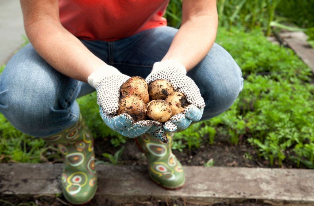 grow your own potatoes
