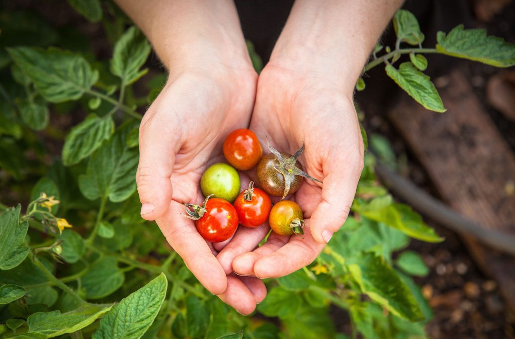 grow your own tomatoes