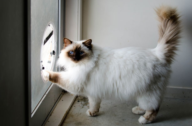 Cat flap