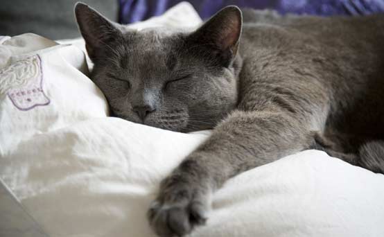 Household bills: Pet insurance