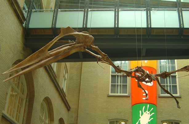 Free museums World Museum Liverpool