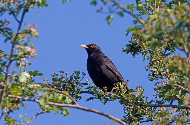Top 10 British birds