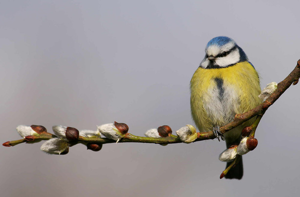 Top 10 British birds