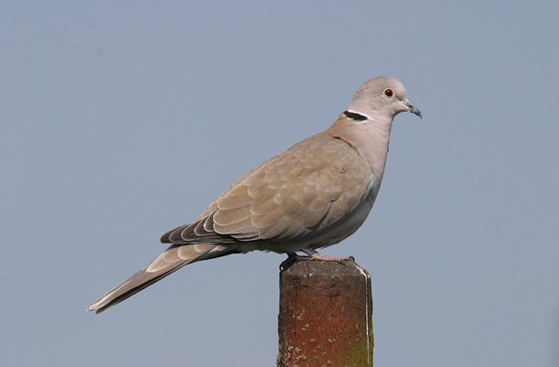Top 10 British birds