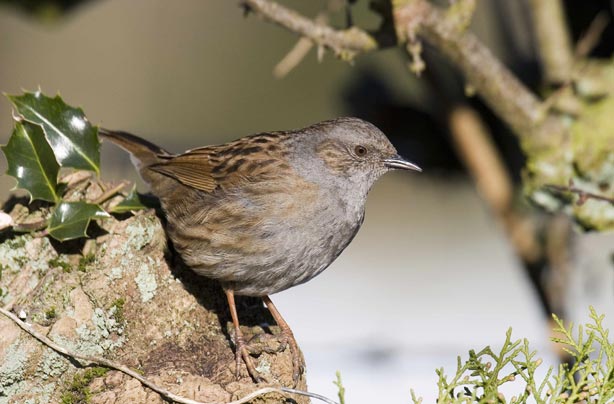 Top 10 British birds