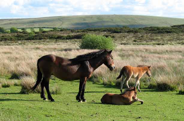 Exmoor Ponies_Visit Exmoor