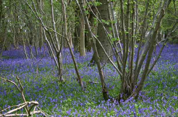 Foxley Wood Norwich_credit_Norfolk Wildlife Trust