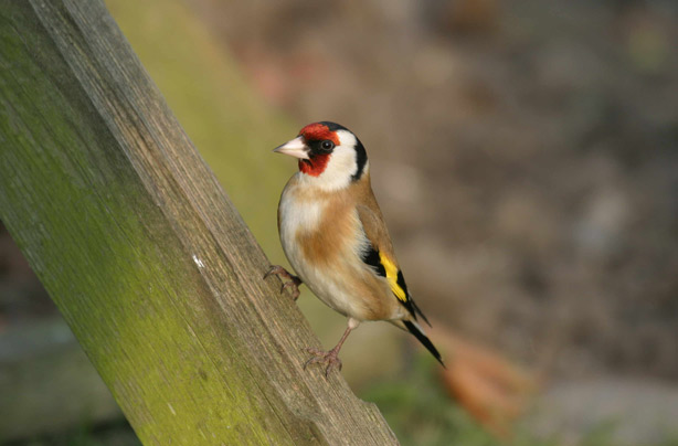 Top 10 British birds