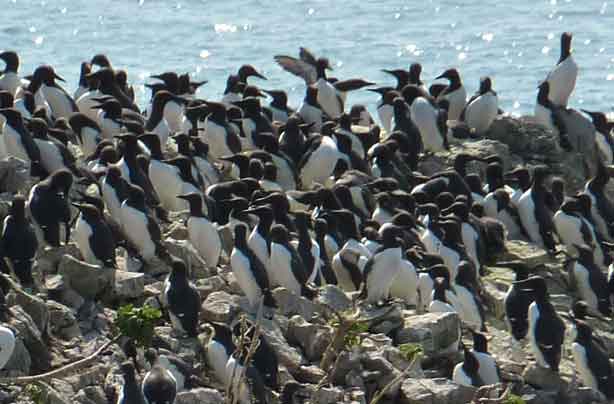 Guillemots - Credit - Visit Pembrokeshire