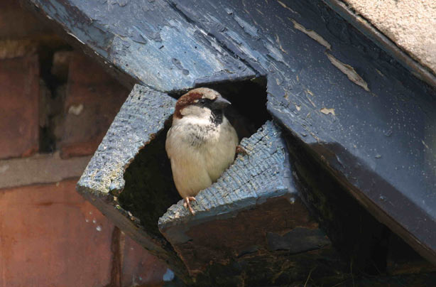 Top 10 British birds