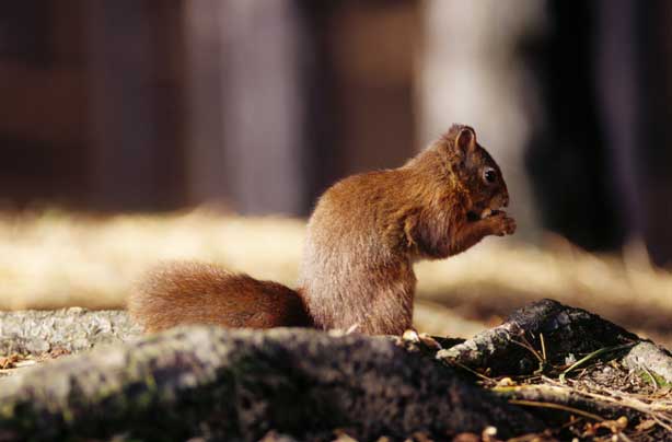 Red squirrel_Formby_National Trust