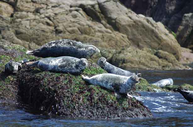 Sealife of Pembrokeshire, Wales