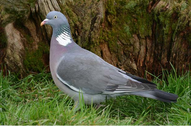 Top 10 British birds