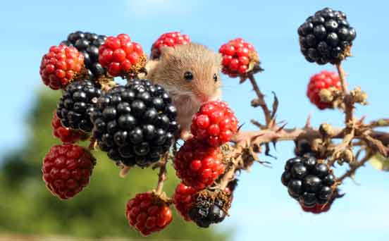Mouse
