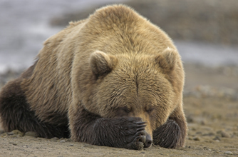 Grizzly bear