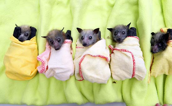 Rescued bats