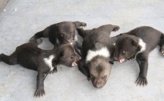 Bear cubs