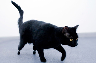 Bionic cat