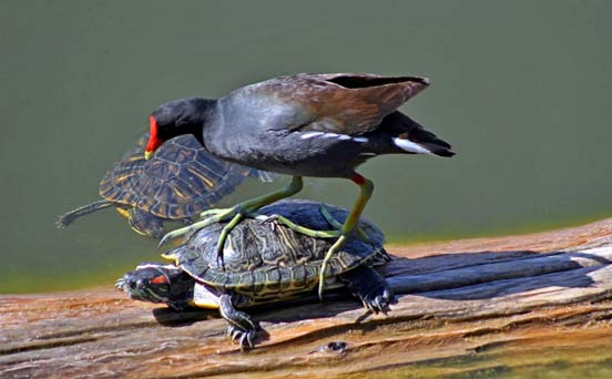 Bird