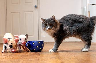 funny animals, funny animal pics, animal pics, cat, piglets