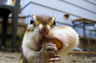 Chipmunk, funny animal picture