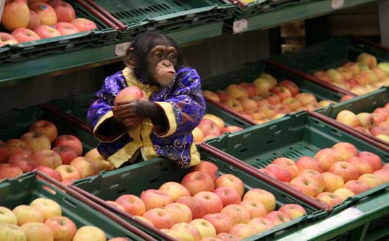 Monkey business