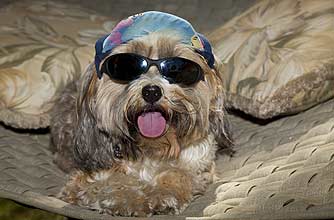 funny animals, funny animal pics, animal pics, dog, dog sunnies, sunglasses