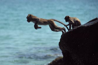 Daredevil monkeys