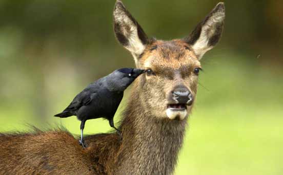 Deer