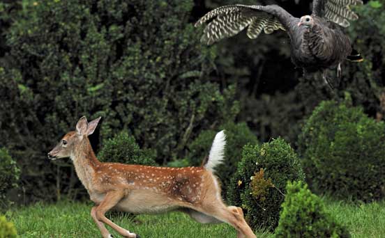 Deer chase