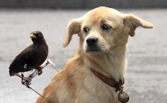 Dog and bird friends
