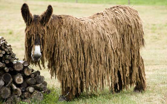 Donkey, funny animal pic