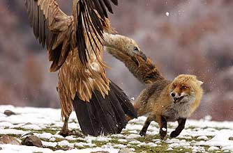 funny animals, funny animal pics, animal pics, eagle, fox